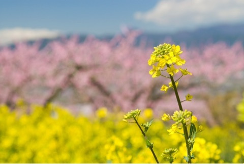 {82E901DB-95B8-4607-B9E2-6B2DBC7DD4B4}