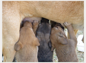 おっぱいの飲ませ方